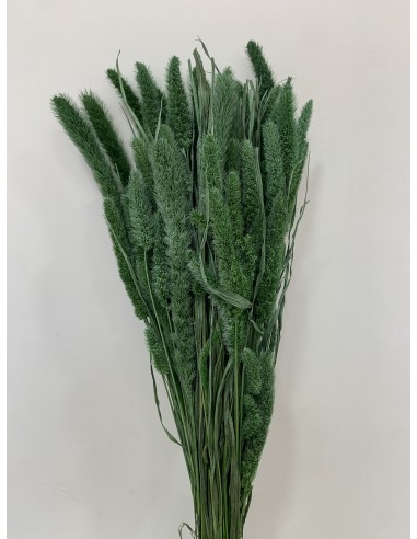 Phalaris Verde Empolvado 200g