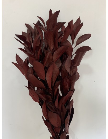 Ruscus Gigante Preservado Burdeos