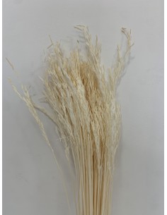 Oriza Crema 40cms