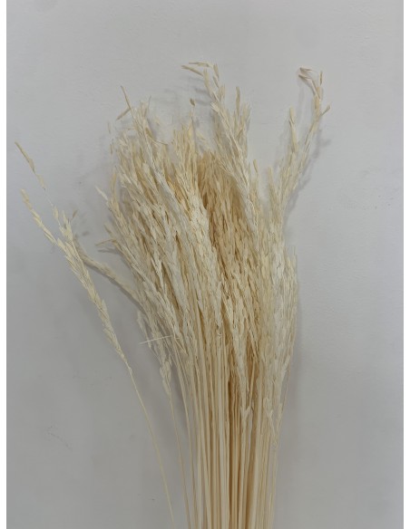 Oriza Crema 40cms