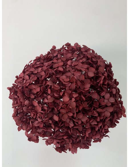 Hortensia preservada Burdeos Hoja pequeña