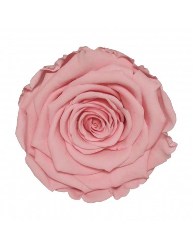 Rosa Mini Warni rosa pastel Roseamor x12