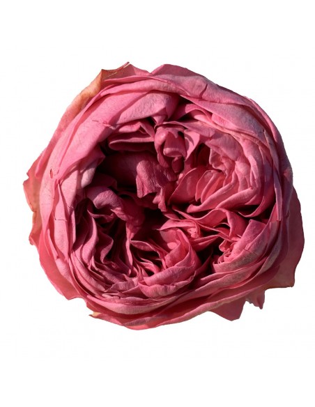 Peonia Preservada Cherryblossom x6und, x6cmØ