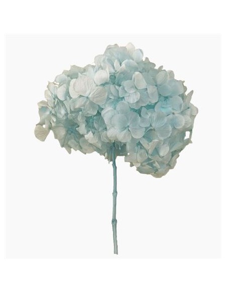 Hortensia Preservada XL Celeste Roseamor