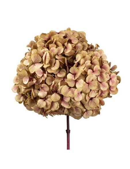 Hortensia Preservada XL Marrón Natual/Rosa Roseamor