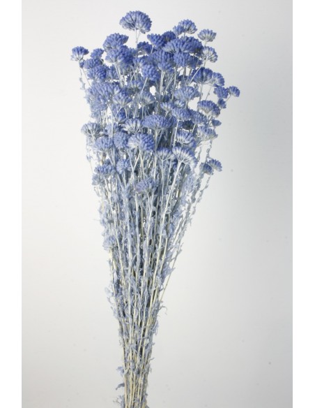 Achillea silvestre preservada Celeste Irisado150g