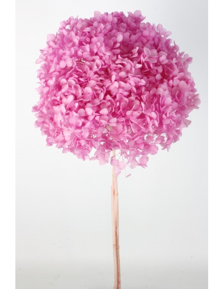 Hortensia preservada Malva/Rosa Hoja pequeña