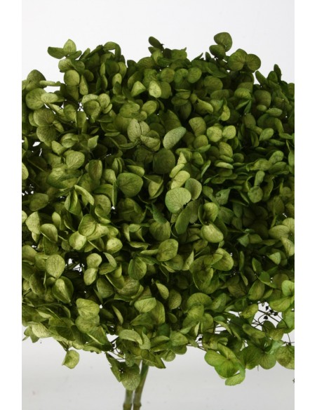 Hortensia preservada Verde musgo Hoja pequeña