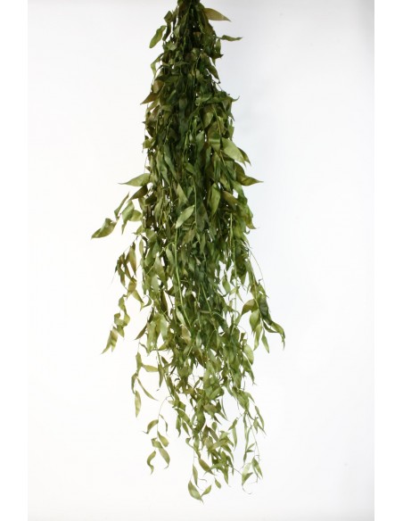Ruscus Colgante Preservado150cm