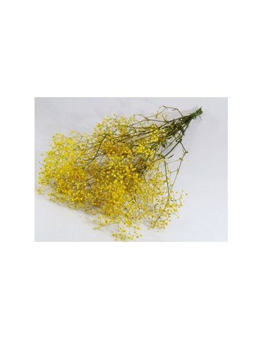 Gypsophila Preservda Amarilla 180g