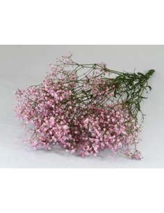 Gypsophila Preservda Rosa 180g