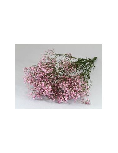 Gypsophila Preservda fucsia 180g