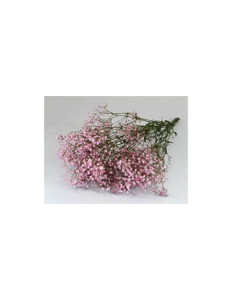 Gypsophila Preservda fucsia 180g