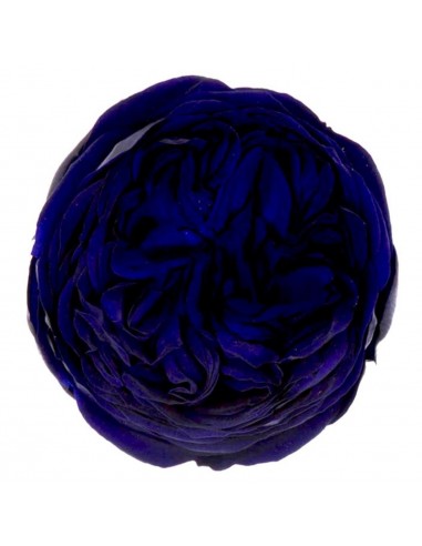 .Rosa Kabuki Azul oscuro x3und 6cmØ