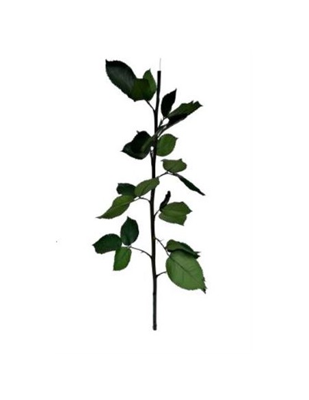 Tallo de rosa preservado 60cm