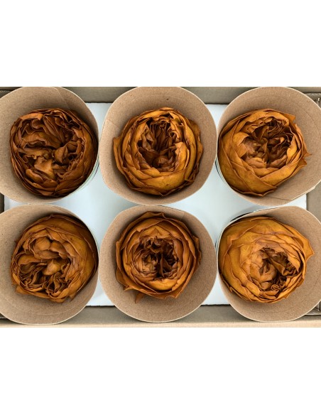 Peonia Preservada Naranja oscuro (ocre) x6und, x6cmØ