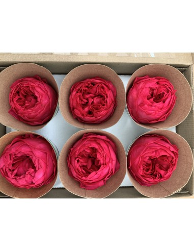 Peonia Preservada Bouganvillea x6und,...