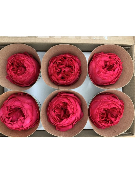 Peonia Preservada fucsia x6und, x6cmØ