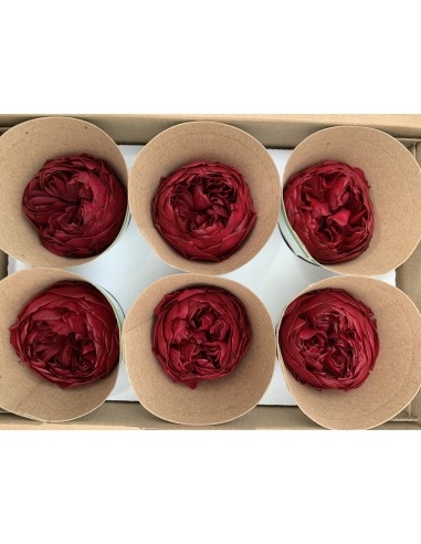 Peonia Preservada Burdeos x6und, x6cmØ