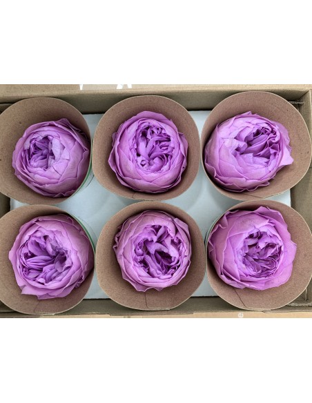 Peonia Preservada Lila x6und, x6cmØ