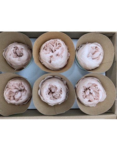 Peonia Preservada Rosa Nude x6und, x6cmØ
