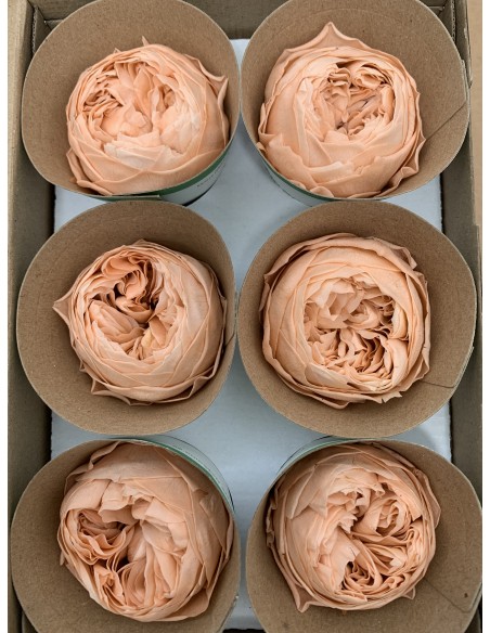 Peonia Preservada Salmón Vintage x6und, x6cmØ