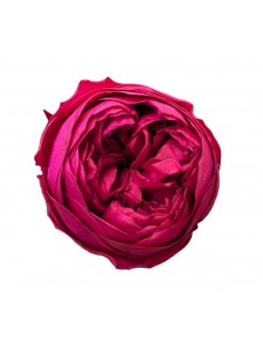 Peonia Preservada fucsia x6und, x6cmØ
