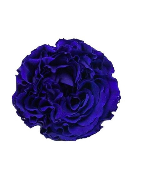 .Rosa Carmen X6 Azul 6cmØ