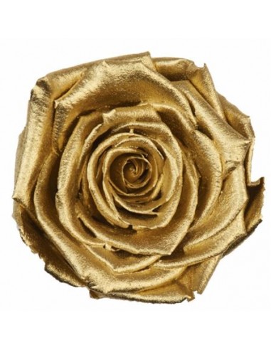 .Rosa Preservada. Oro Metal LL+...