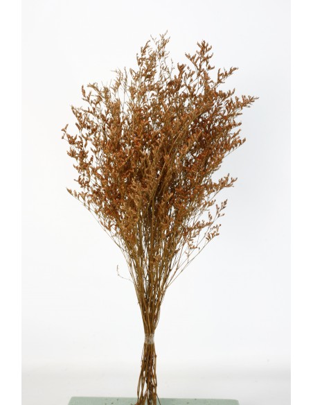 Caspia Preservada Naranja Ocre Suave 70cm