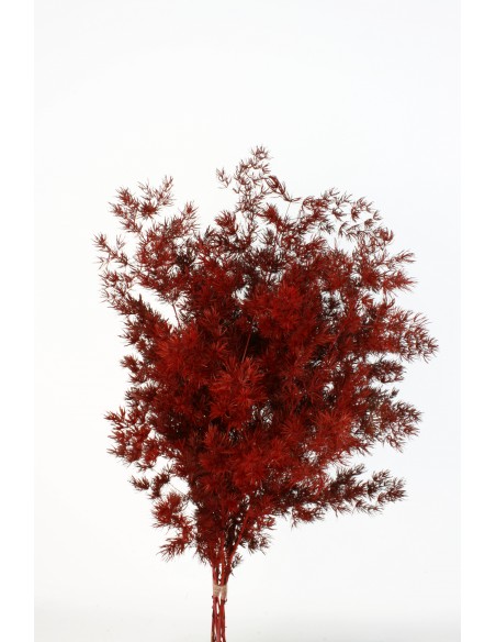 Esparraguera Miro Preservada 70cm Burdeos