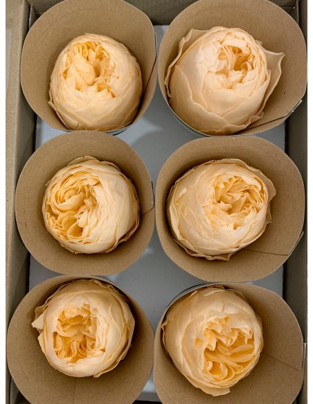 Peonia Preservada Naranja suave x6und, x6cmØ