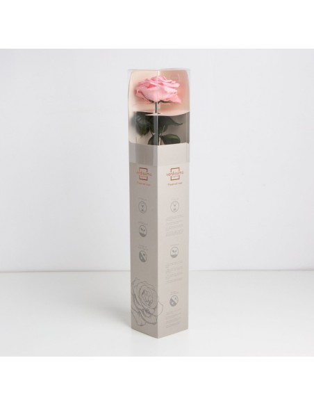 Tallo Rosa preservada estuche premium Rosa Pastel Ø 6,5-8,5, h54cm