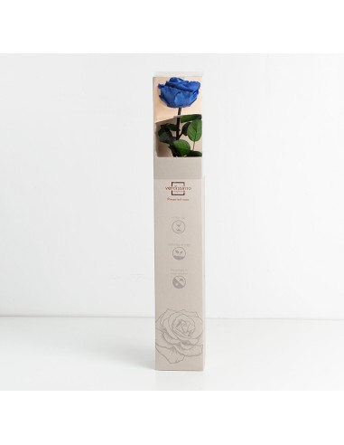 Tallo Rosa preservada estuche premium Azul Ø...