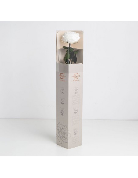 Rosa preservada estuche premium Blanca Ø 6,5-8,5, h5