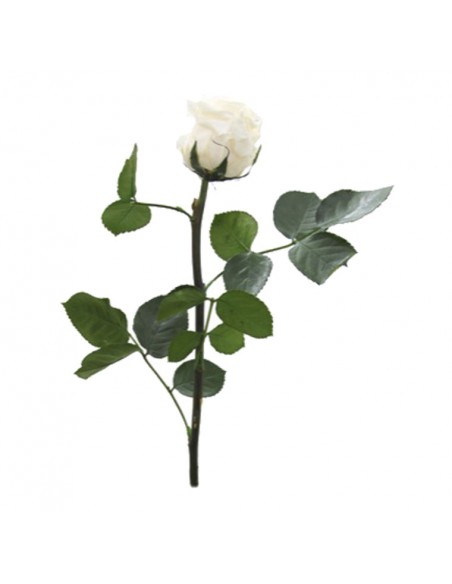 Tallo de Rosa Preservada MINI Sin Estuche Champagne 30cm