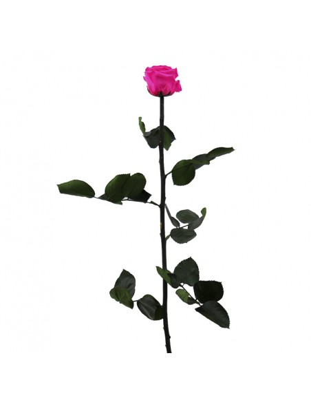 Tallo de Rosa Preservada estandar sin estuche Fucsia 60cm