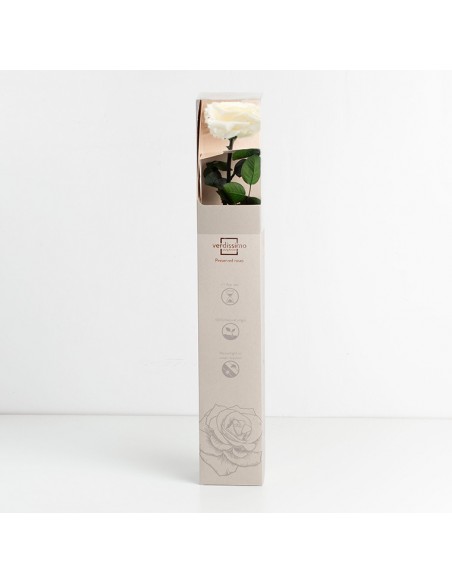 Tallo Rosa preservada estuche premium Champagne Ø 6,5-8,5, h54cm