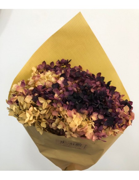 Hortensia Preservada Bicolor Hoja pequeña Morada/Crema