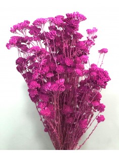 Achillea silvestre...