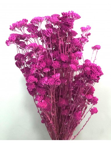 Achillea silvestre preservada 150g