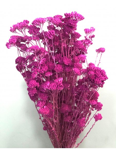Achillea silvestre preservada Rosa/Malva 150g