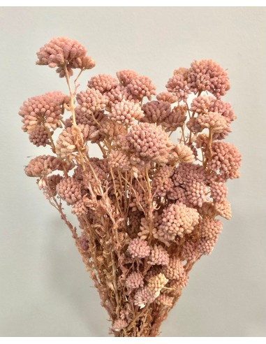 Achillea silvestre preservada Rosa...