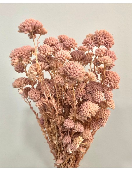 Achillea silvestre preservada Rosa Vintage 150g