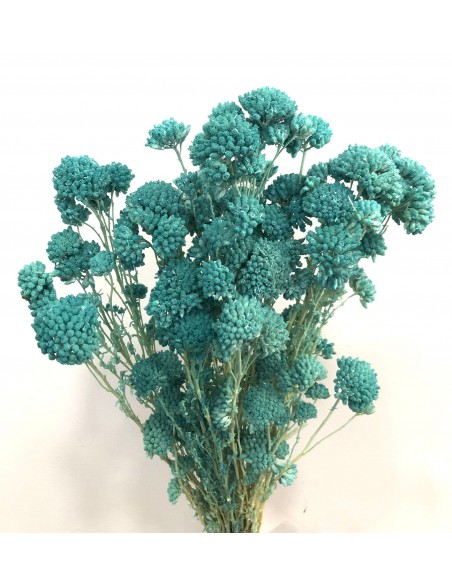 Achillea silvestre preservada Azul/Turquesa 150g