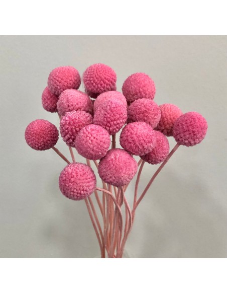 Craspedia Preservada Rosa oscuro 10-11 unidades