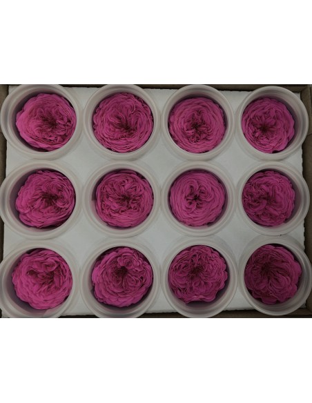 Rosa Amelia 4cmØ, Magenta x12Und