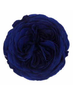 Rosa Amelia 4cmØ, Azul x12Und