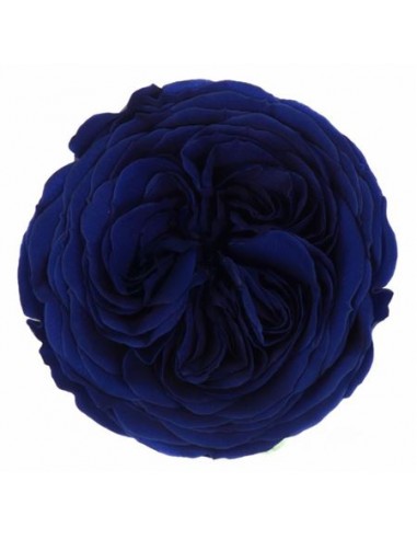 Rosa Amelia 4cmØ, Azul x12Und