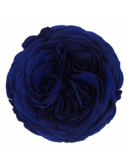 Rosa Amelia 4cmØ, Azul x12Und